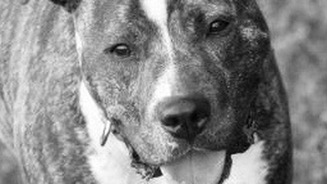 Heroic efforts to save a beloved dog show a bond ‘as lasting as the ties of this earth’