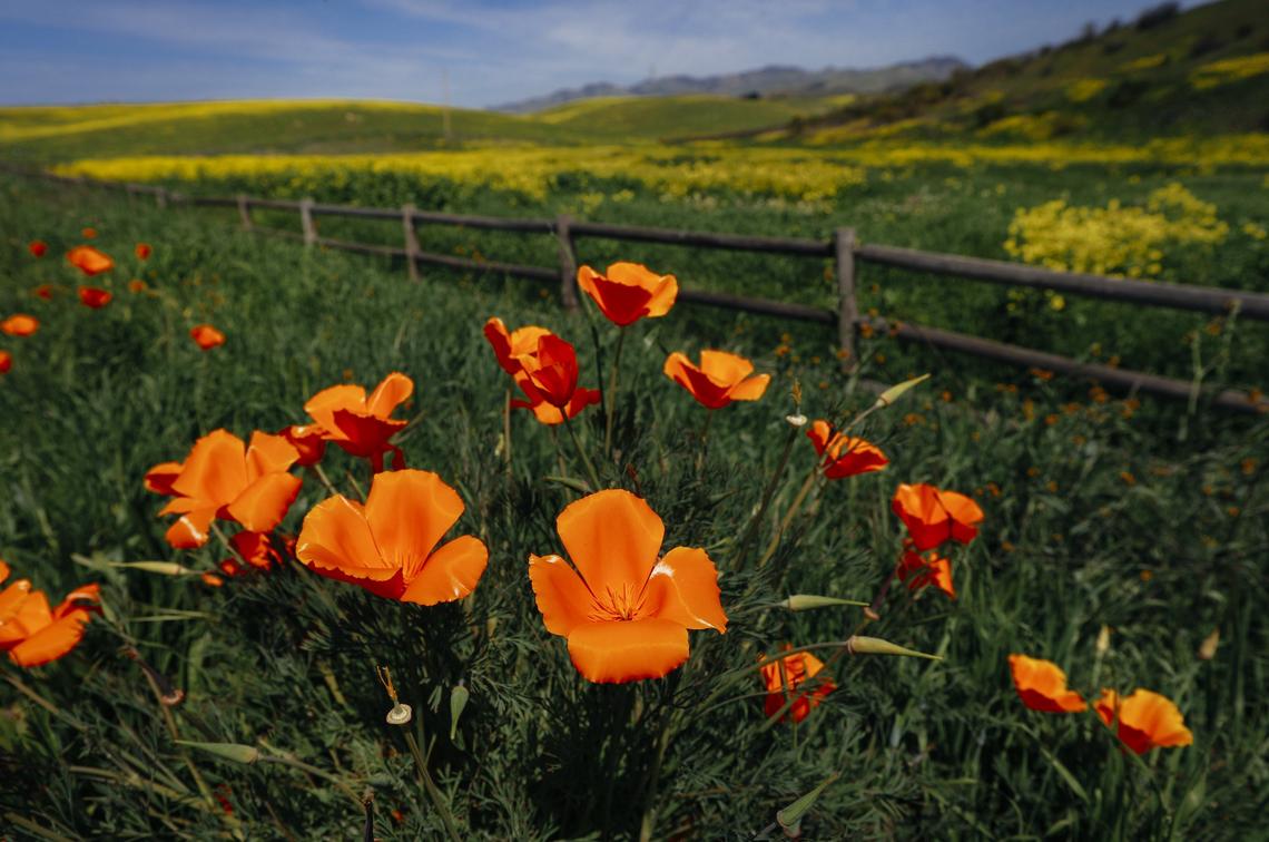 California poppies bloom along Orcutt Road in San Luis Obispo.