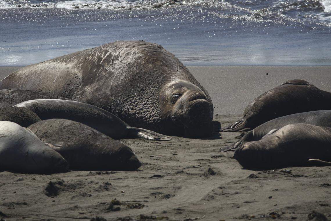 An adult male northern elephant seal sleeps in the sun surrounded by females near the Piedras Blancas Lighthouse on March 3, 2026.