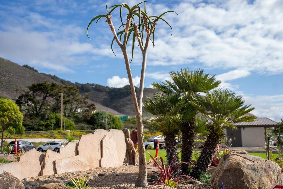 A Hercules aloe tree grows in The Garden at Dinosaur Caves Park on Tuesday, Nov. 18, 2025. The park will hold an official ribbon-cutting on Dec. 12 to celebrate its opening. The garden was funded mostly by retired veterinarian Maggie Wagner, who is facing a terminal cancer diagnosis and was looking for a way to leave a lasting legacy in Pismo Beach.