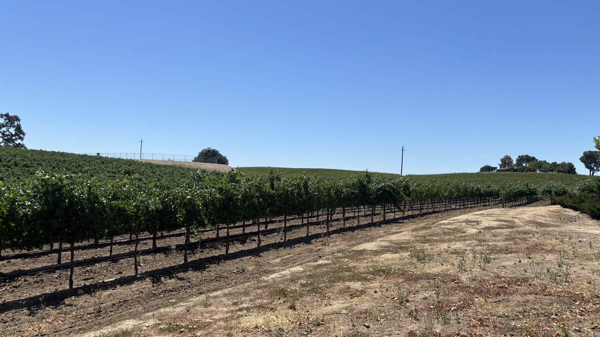 Bianchi Winery is set to start building out shipping container homes for make a “tiny village” on the property, seen here on June 25, 2026.