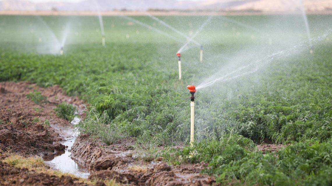 Water runs off a field of carrots irrigated at midday June 22, 2022, beside Highway 33 in the Cuyama Valley. Groundwater levels in wells around the region have been falling for years in the region near the eastern corners of Santa Barbara and San Luis Obispo counties.
