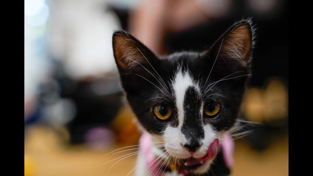 Billy Goat, a 5-month-old domestic shorthair cat, licks her lips. The friendly kitty, who belongs to Tribune reporter Chloe Shrager, loves climbing, car rides and going to the beach on her leash.