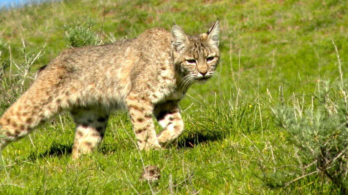 A Santa Lucia Mountain bobcat.