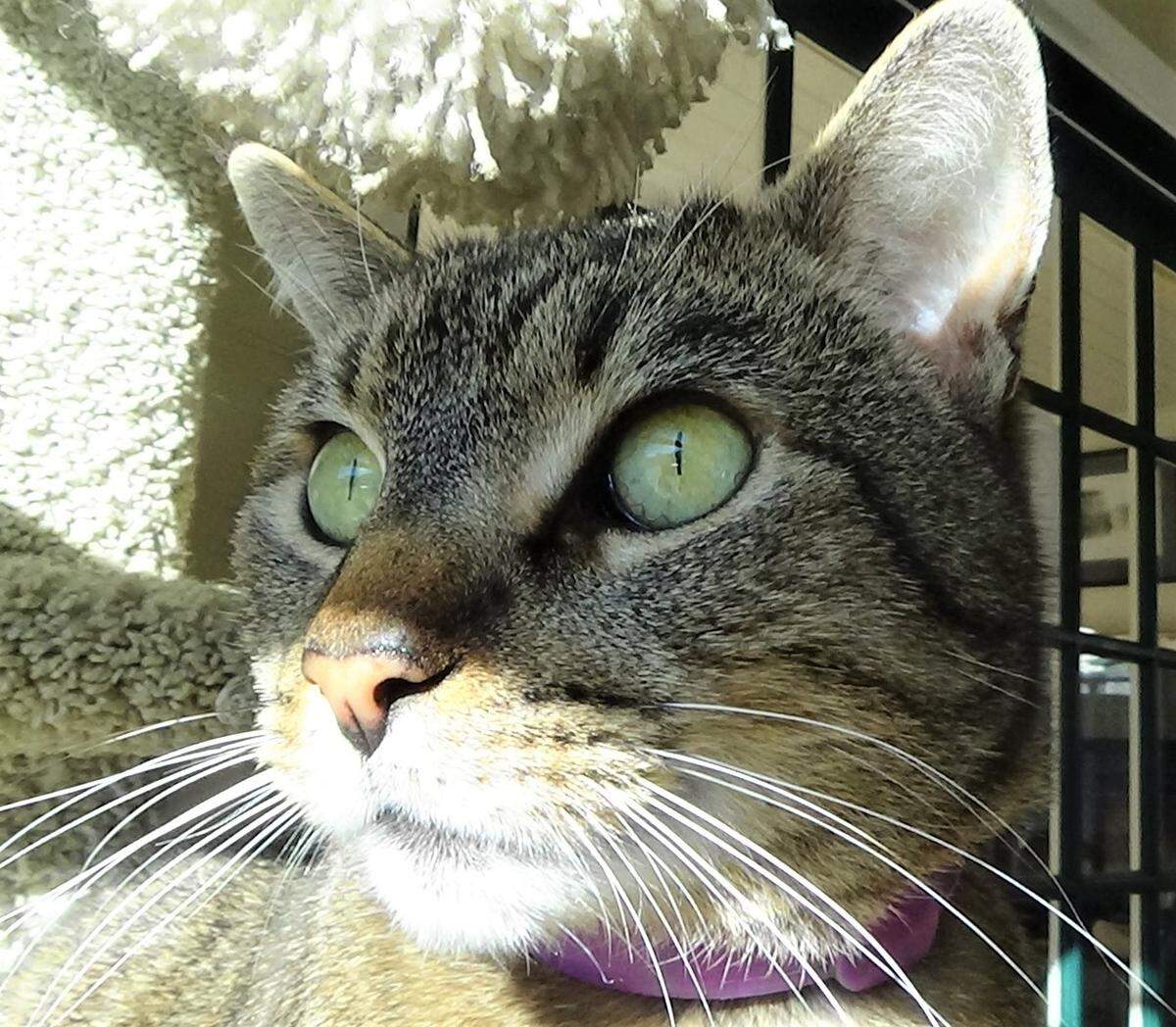 Val, an adult male tabby cat, is available for adoption at the Homeless Animal Rescue Team shelter in Cambria, California.