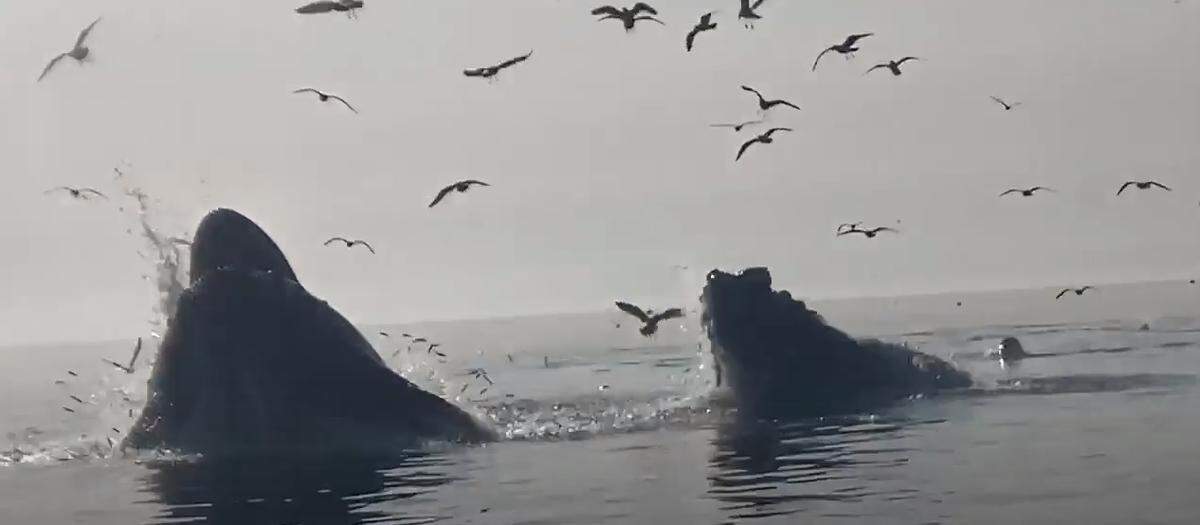 Paddle boarders were out watching humpback whales swim near Avila Beach this weekend. Several people had a few close encounters with the massive creatures.