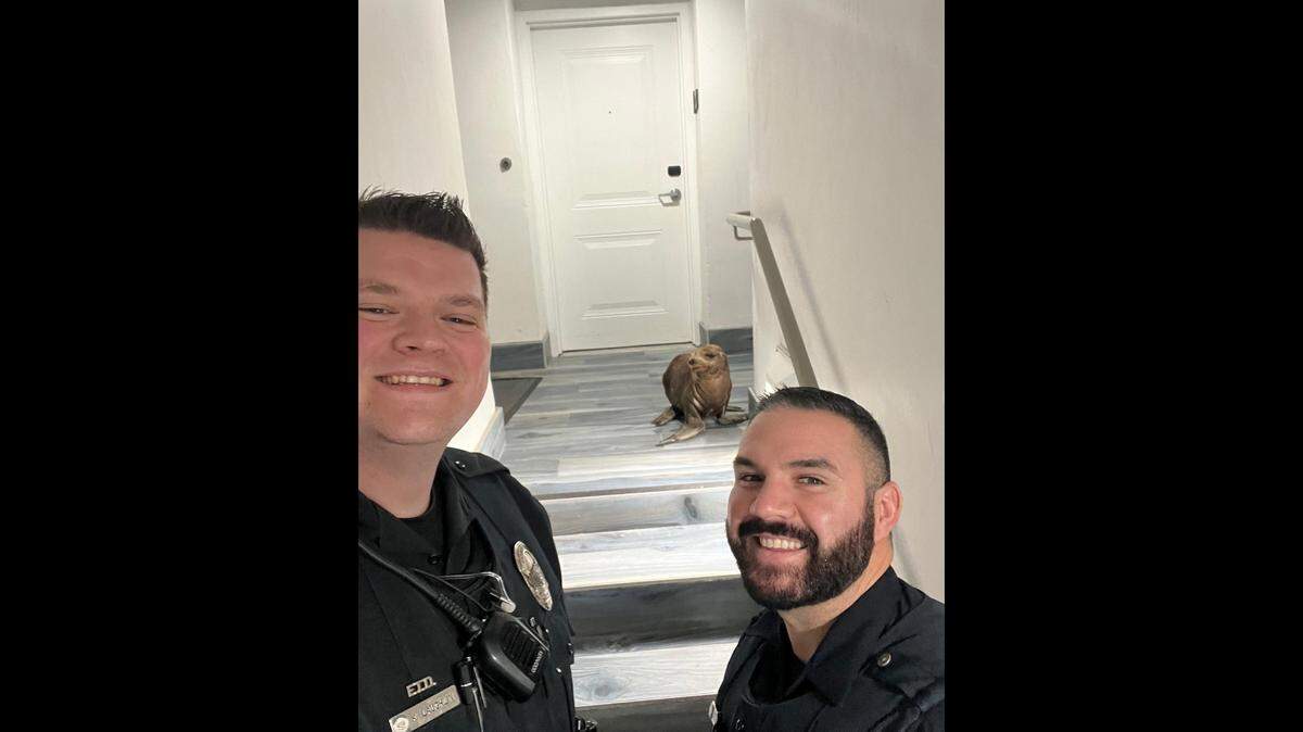 Pismo Beach police officers take a selfie with a young sea lion that got stuck inside Sandcastle Inn in Pismo Beach on May 23, 2023.