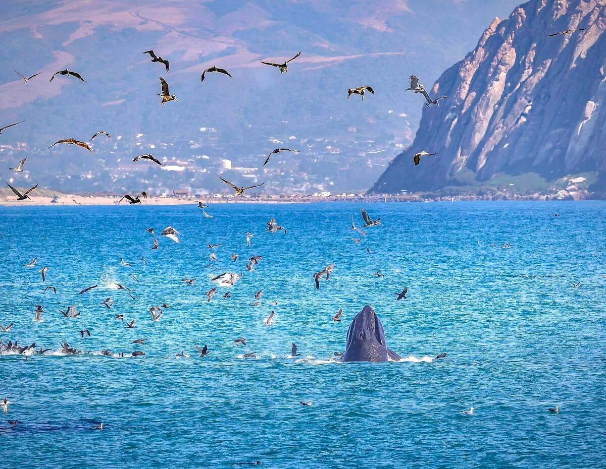 A humback whale burst out of the water on the coast of Cayucos on June 26, 2026.