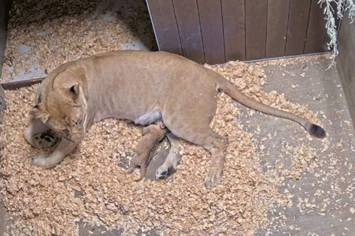 African lion Felicia bonds with her new cub at the Santa Barbara Zoo in November 2020.