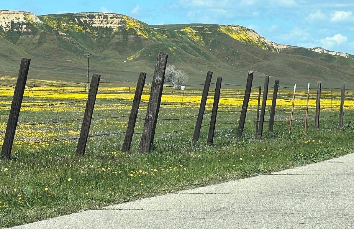 Hugh Wildrick of Atascadero shot this photo of wildflowers at Shell Creek Road off Highway 58 near Santa Margarita on Monday, April 3, 2023.