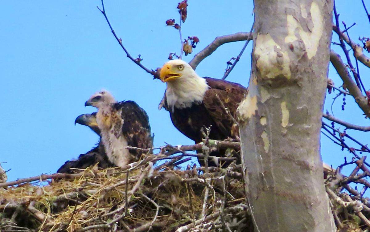 A baby red-tailed hawk, center, was plucked by bald eagle parents and is now sharing a nest in San Simeon with two eaglets, seen on May 26, 2024.