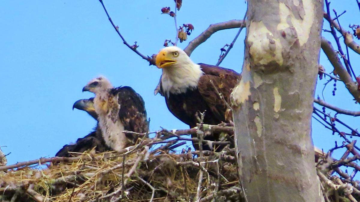 A baby red-tailed hawk, center, was plucked by bald eagle parents and is now sharing a nest in San Simeon with two eaglets, seen on May 26, 2024.