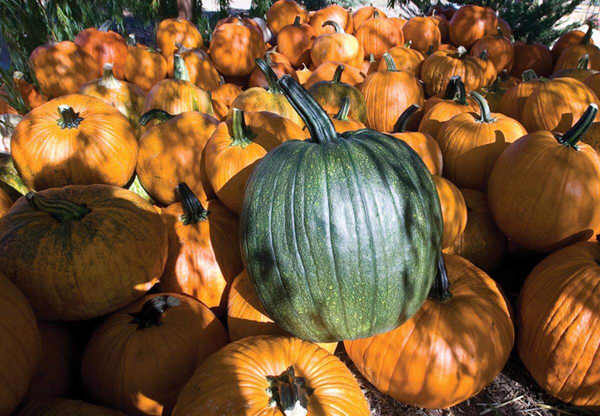 At Jack Creek Farms in Templeton, pumpkins are picked and allowed to harden in the shade before being placed out for sale.