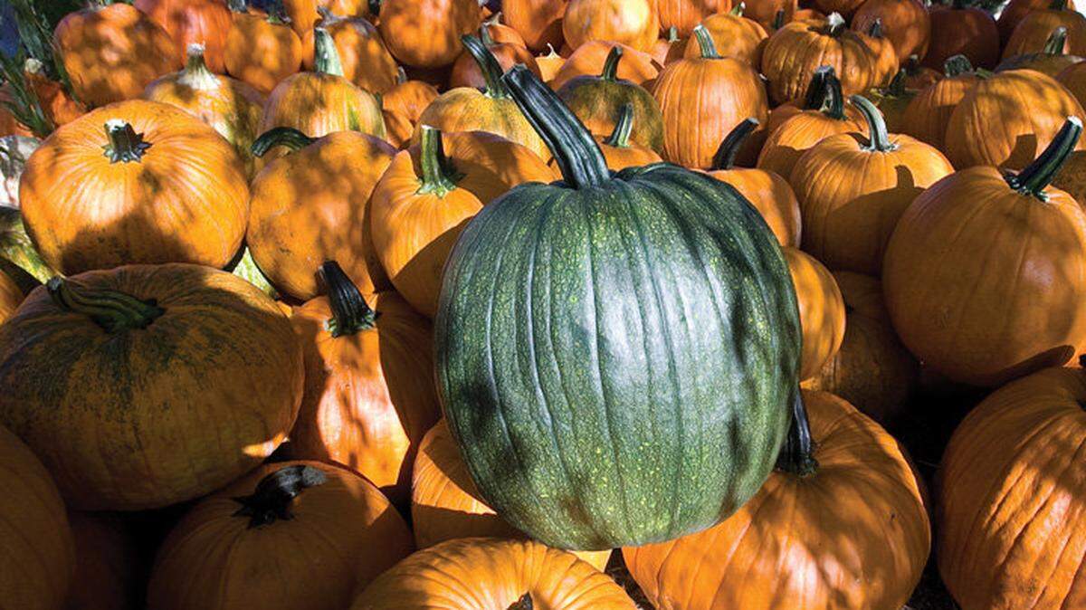 At Jack Creek Farms, pumpkins are picked and allowed to harden in the shade before being placed out for sale.