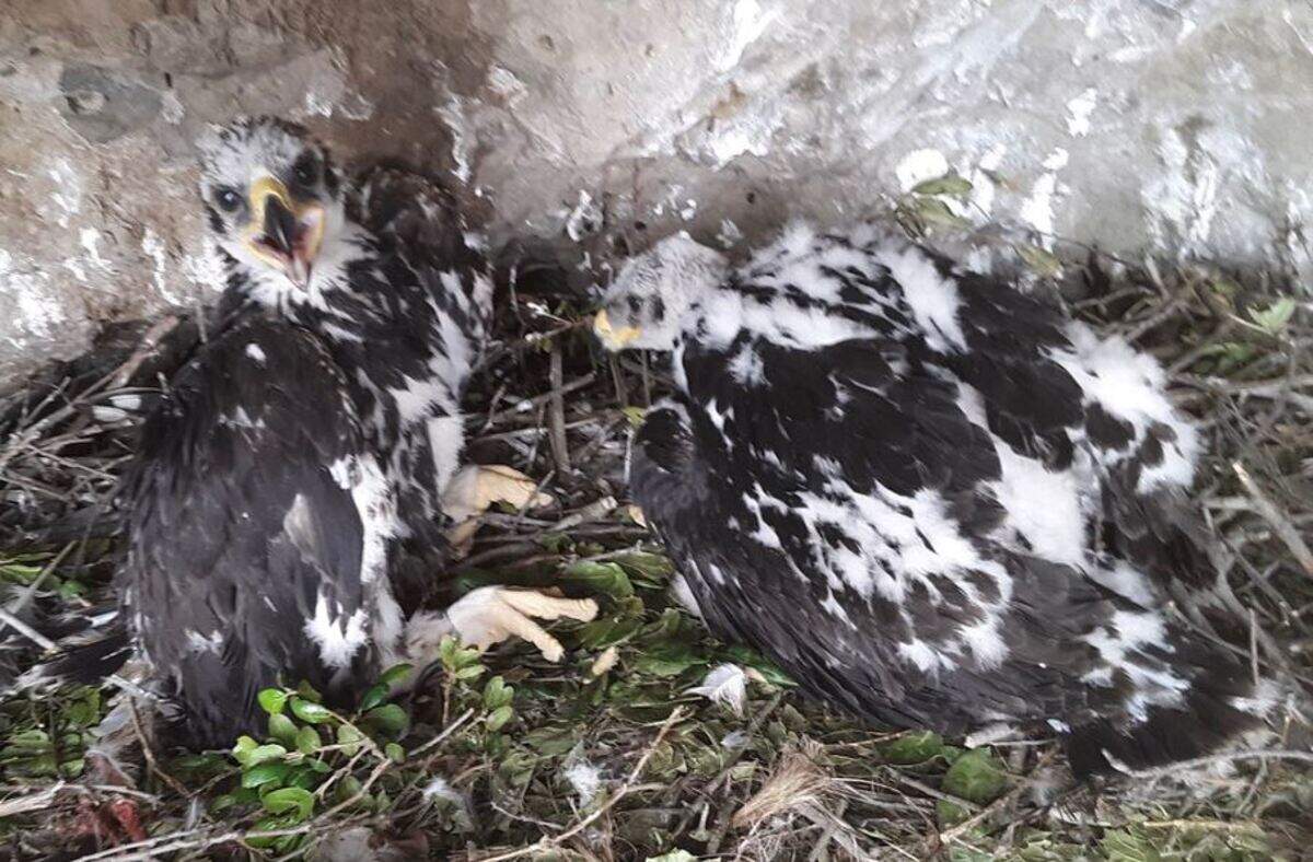 A pair of rare golden eagle chicks have been found in a nest in the western Santa Monica Mountains, the National Park Service announced Wednesday.