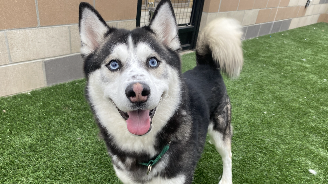 Love huskies? These 15 amazing dogs are ready to find their forever homes