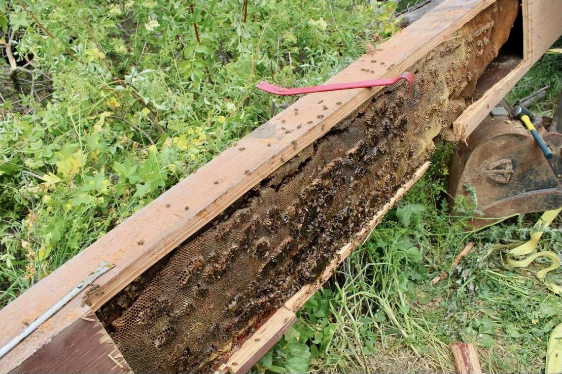 Caltrans workers discovered a hive of roughly 40,000 bees during construction on a Highway 154 bridge in Santa Barbara.