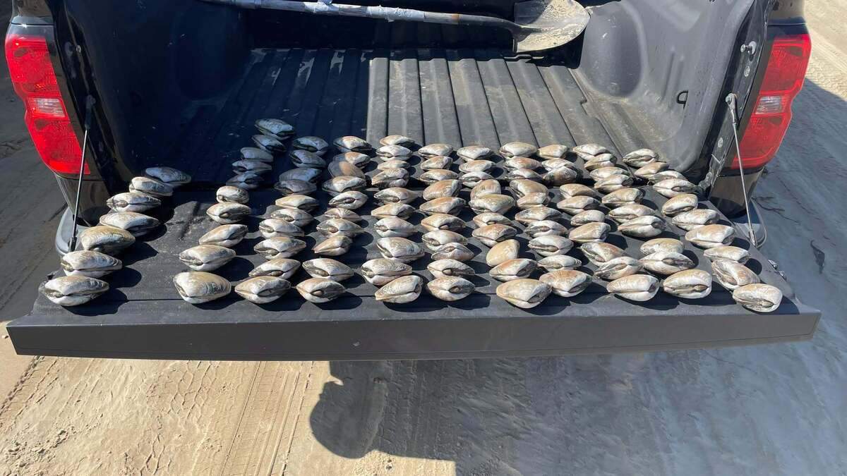 Three people were cited for illegally harvesting 107 Pismo clams at the Oceano Dunes in April 2026.