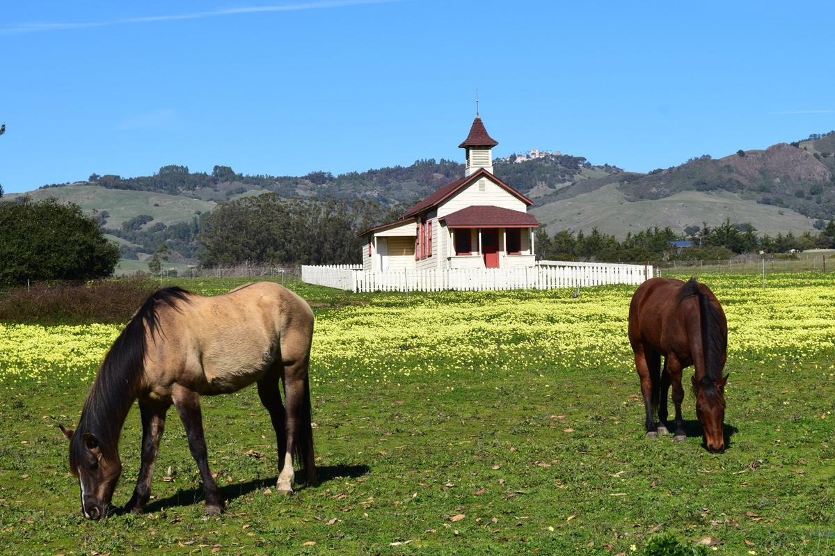Horses graze in a field of wildflowers outside the old San Simeon Schoolhouse, with Hearst Castle in the background.