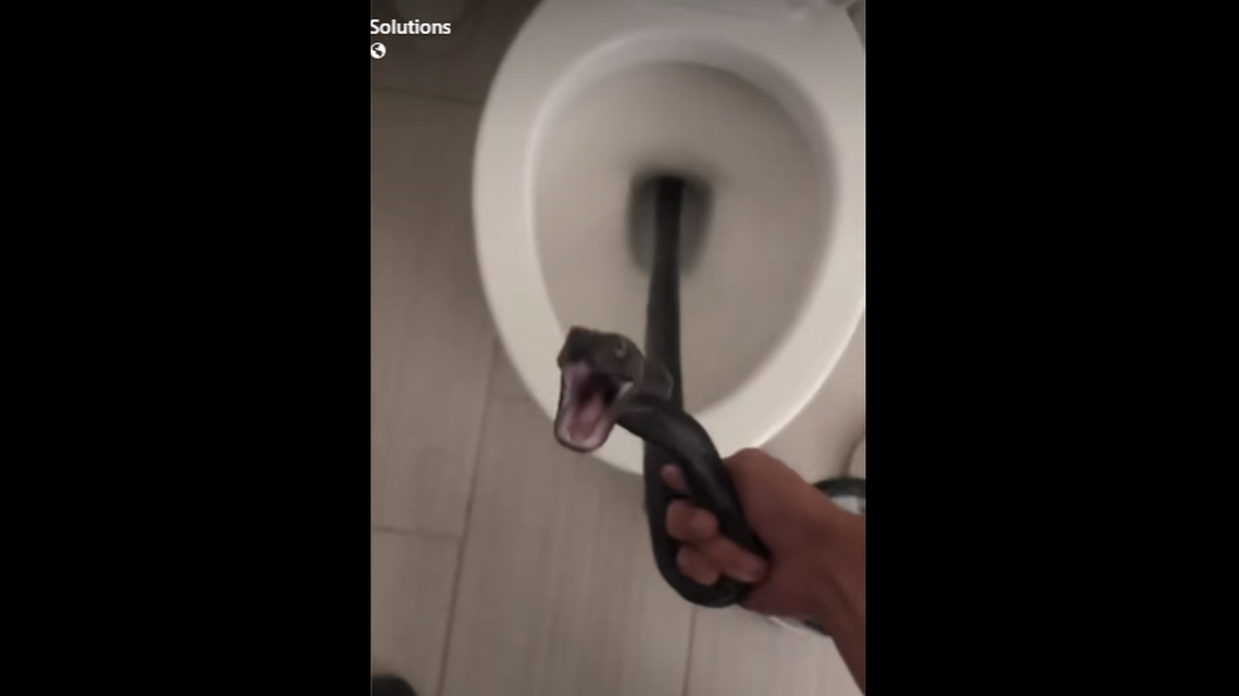 An Arizona woman was forced to play a bizarre game of cat and mouse with a large snake, when it took up residence in her toilet for days.