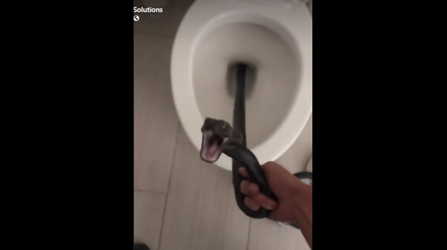 An Arizona woman was forced to play a bizarre game of cat and mouse with a large snake, when it took up residence in her toilet for days.