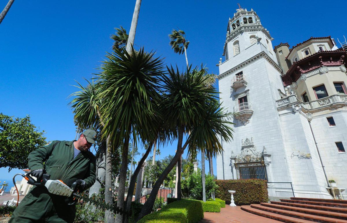 Sam Hammond trims hedge outside Casa Grande. Preparations are being made to reopen Hearst Castle after COVID restrictions are lifted. Photos from April 6, 2022.