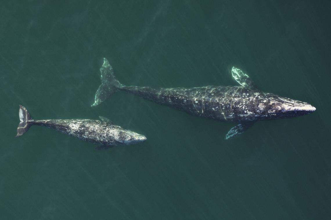 An aerial image of an adult female gray whale and her calf as they migrated north past Piedras Blancas in April 2019. Researchers use images such as this to assess the condition of the whales. The image was taken by NOAA and SR3, collected using an unmanned octocopter flown at more than 150 feet under the National Marine Fisheries Service research permit No. 19091.