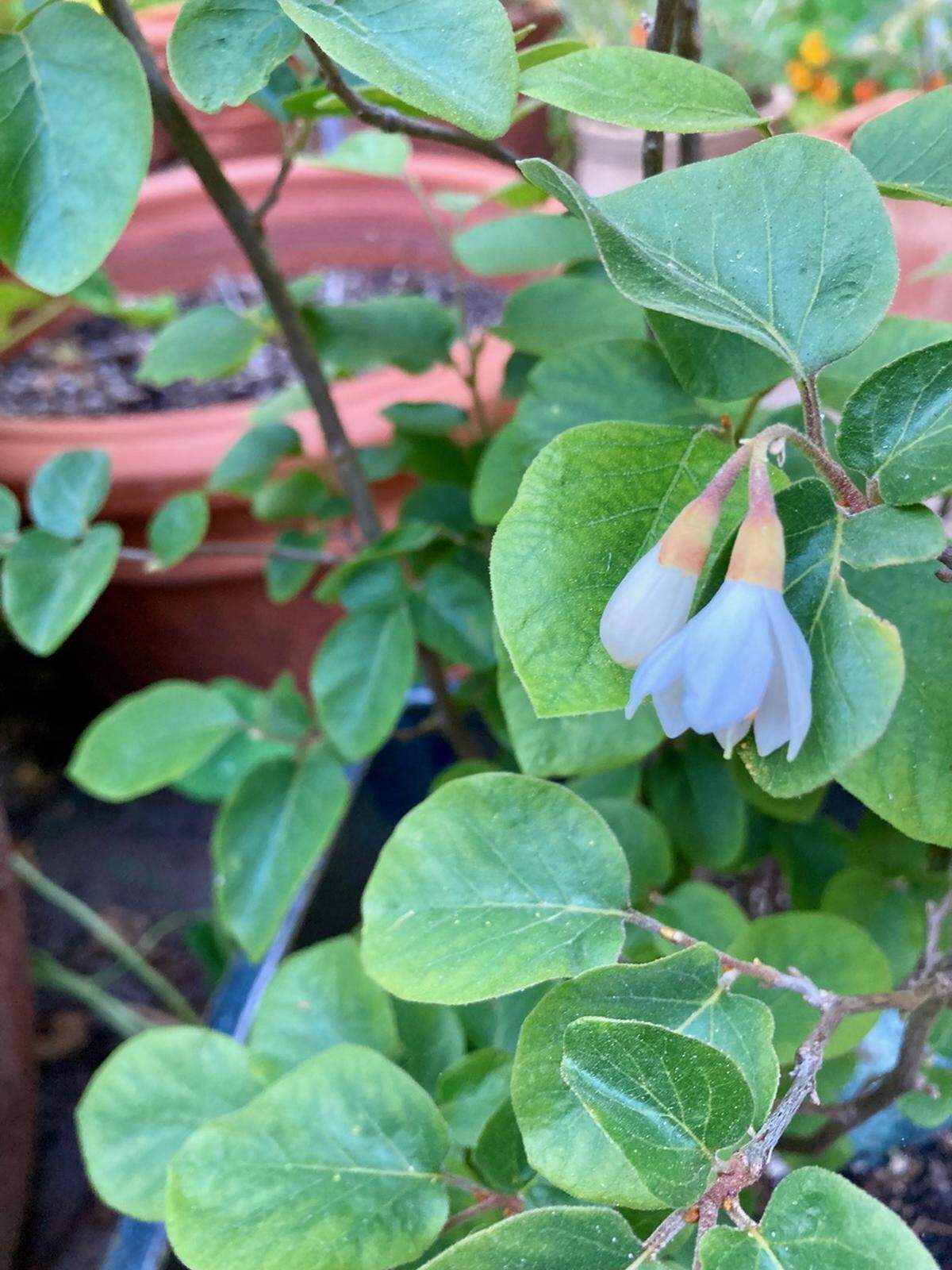 Morro Bay resident Jeff Wheelwright planted a wild seed from the California snowdrop in a pot at his house. The plant is now 18 inches tall.