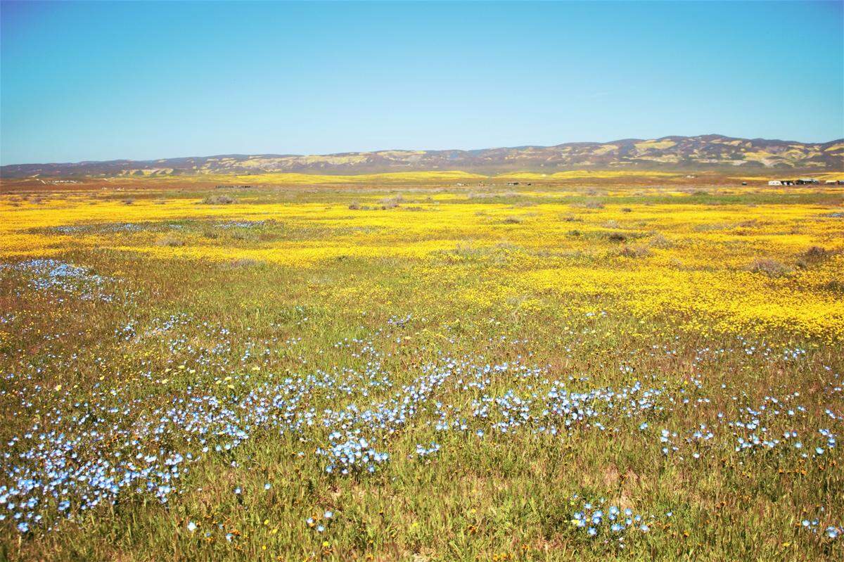 Vast fields of wildlowers bloom on the Carrizo Plain on April 8, 2023.