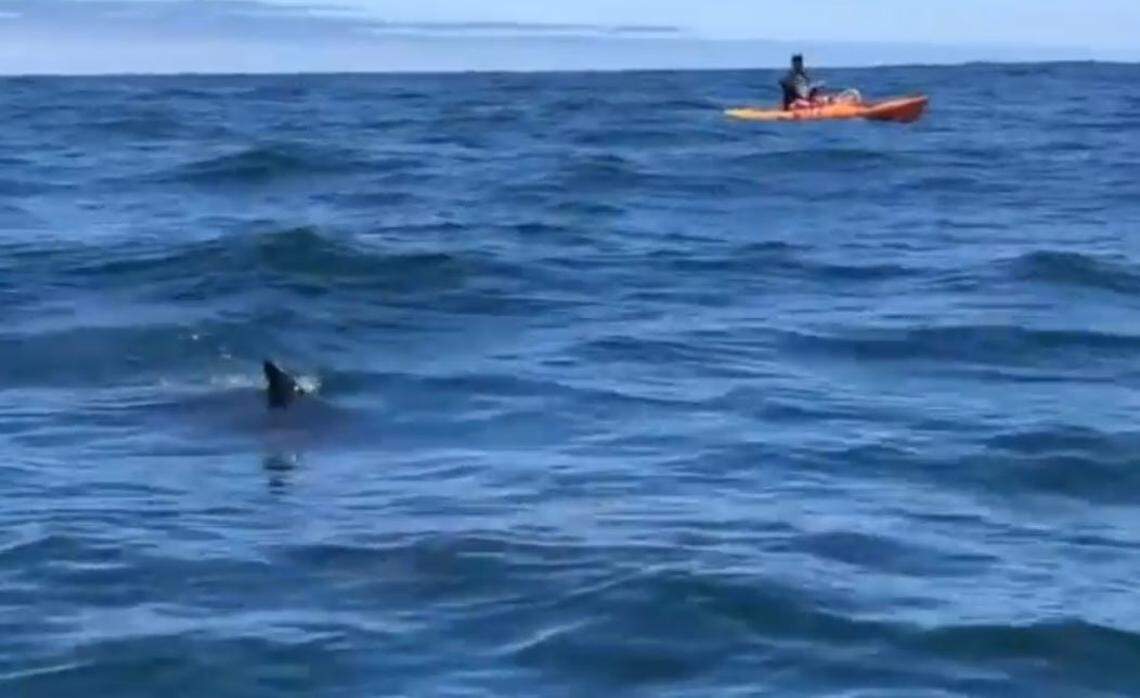 Kayakers captured a large shark while fishing off the coast of Cambria in August 2019.