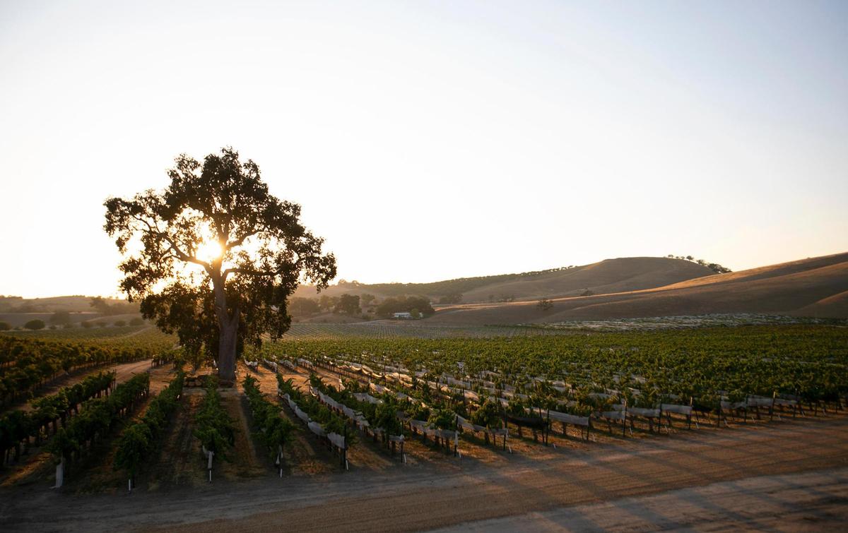 Third Wheel Tours, a new sidecar motorcycle wine tour, partners with Cass Winery in Paso Robles to take customers on tasting trips into the vineyard.