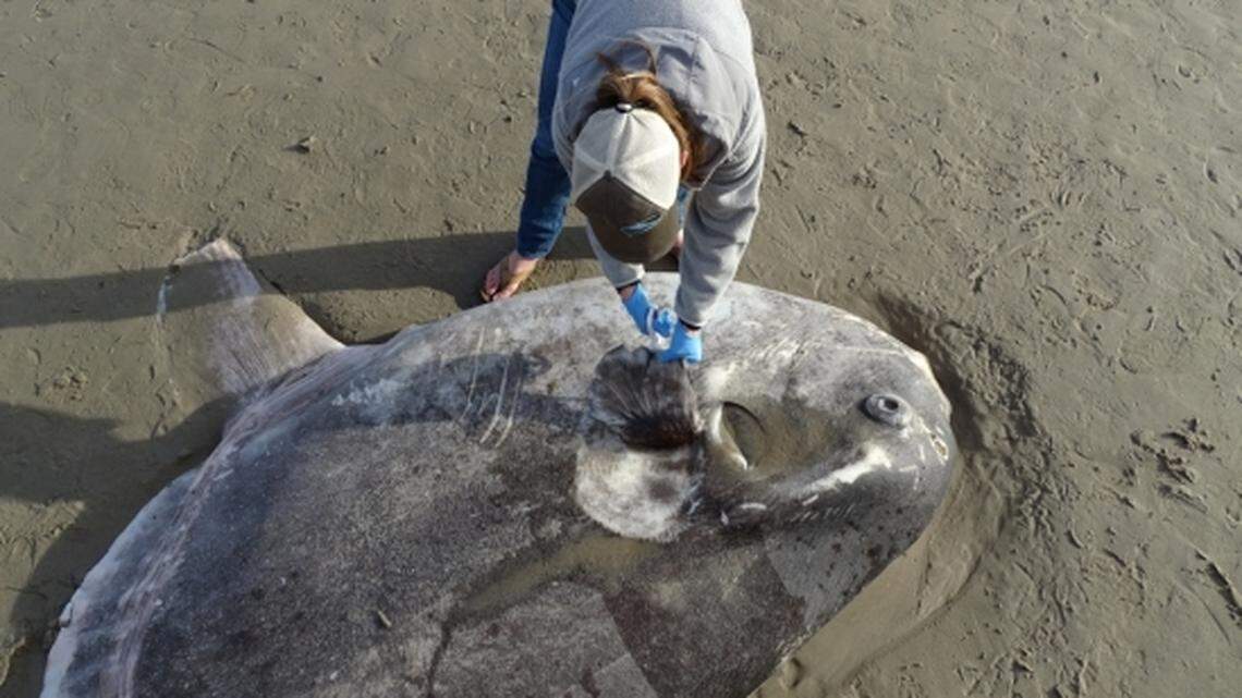 This 7-foot-long fish is only the second of its kind to ever be found by scientists on this side of the equator.