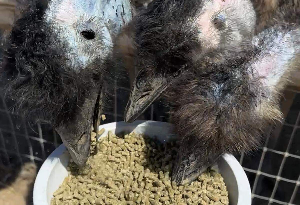 Three emus picking at bird pellet food in a bowl.