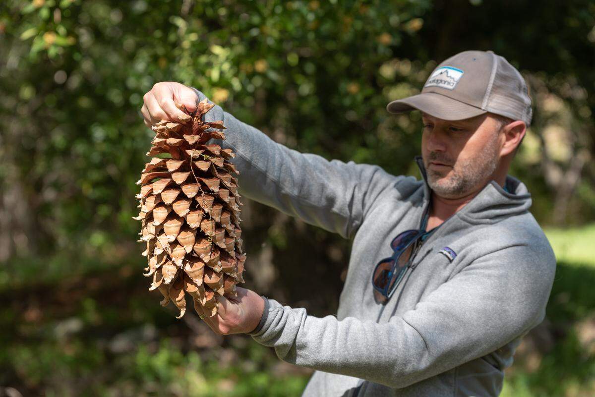 Los Padres Forest Watch executive director Jeff Kuyper holds a Coulter Pine seed cone.