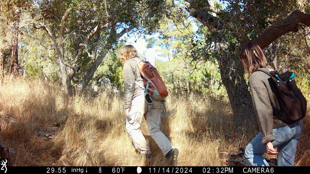 Lisa Murphy, left, of Greenspace, and Cuesta College intern Joanna Padron hike up a grassy hill in Cambria’s Strawberry Canyon during the 2024 Snapshot USA wildlife-tracking program. It was the first year Greenspace participated in the national program.