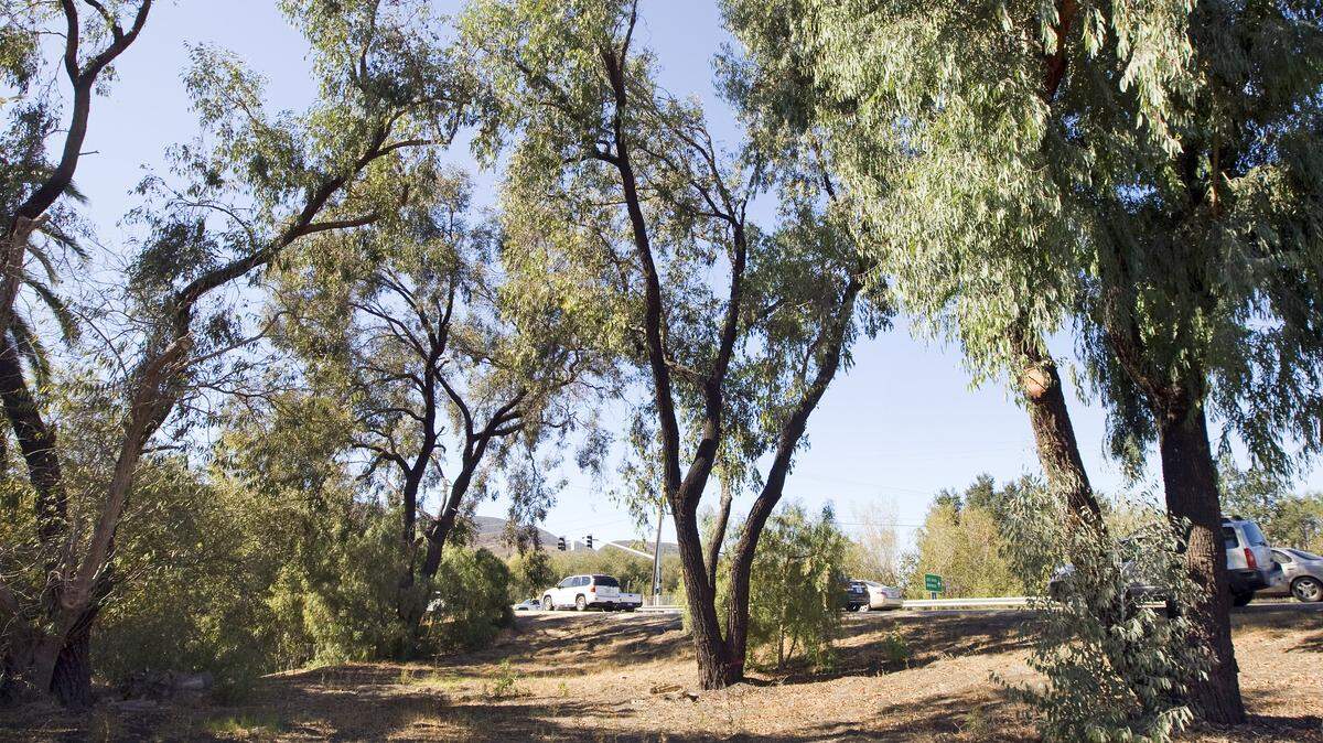 About 100 trees will be removed on Los Osos Valley Road near the ramps to Highway 101 to make way for the new interchange.
