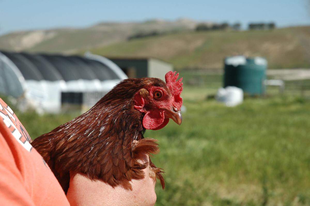 BeeWench Farm in Shandon specializes in pasture-raised meats including chicken. The farm is one of several local vendors participating in the new Cal Poly Farmers’ Market.