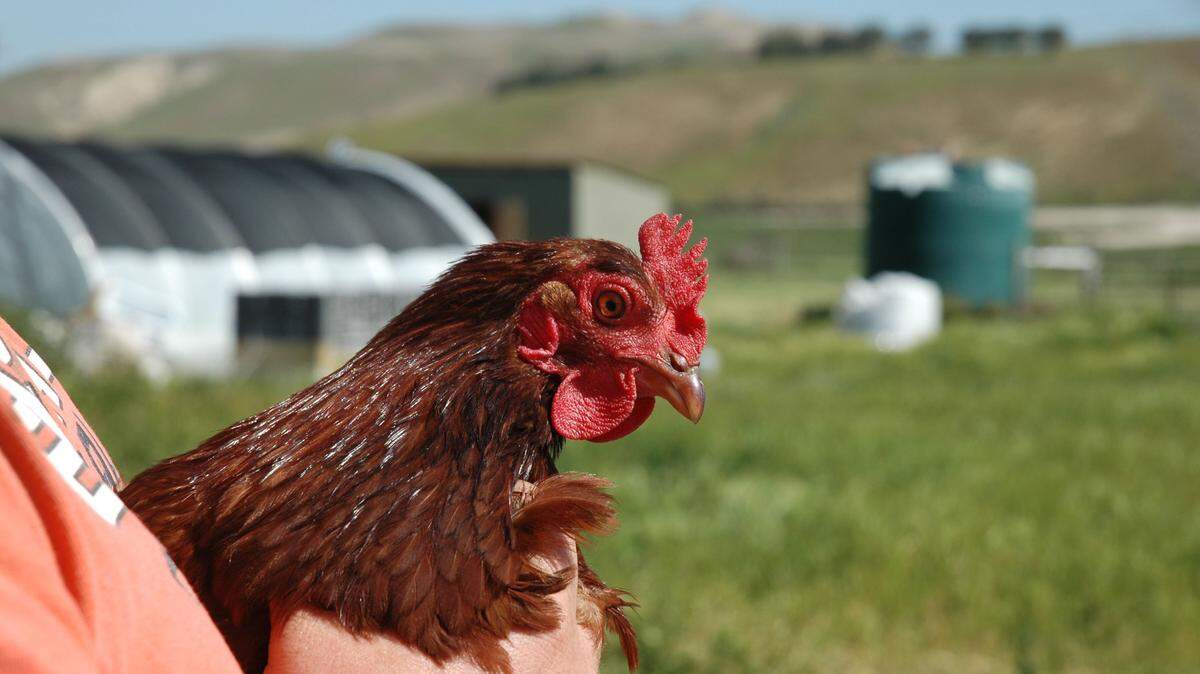 One of the chickens raised at BeeWench Farm in Shandon.