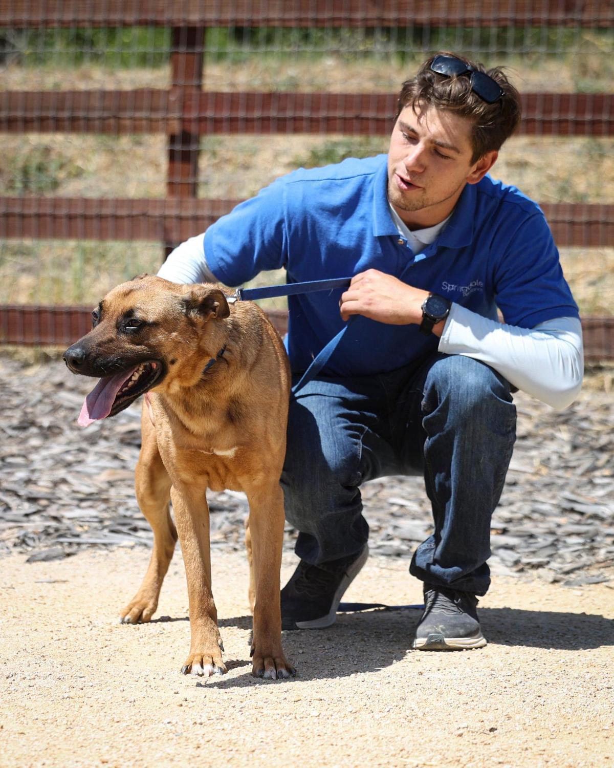 Jack Balster, training manager at Springdale Pet Ranch, with Mo, a German shepherd mix.