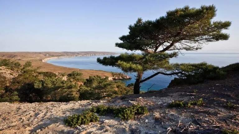 Santa Rosa Island could lose up to 80% of its Torrey pine trees after fire