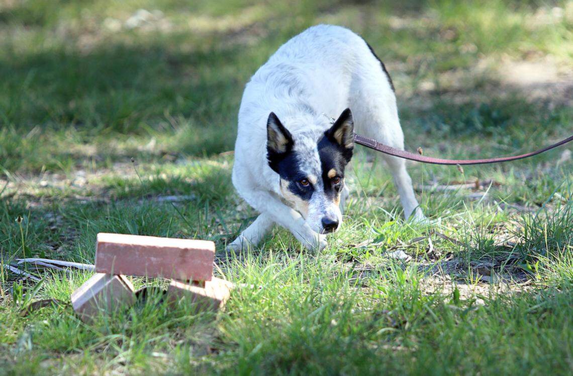 Rattlesnake Avoidance