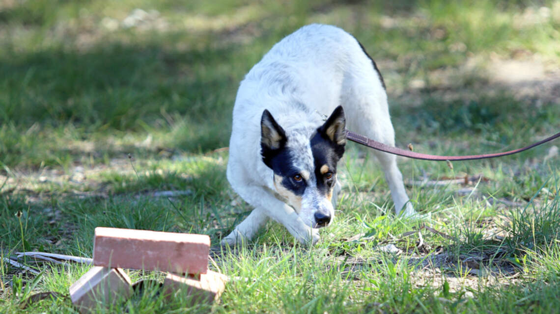 A rattlesnake just bit your dog on a California hike. Here’s what to do, experts say