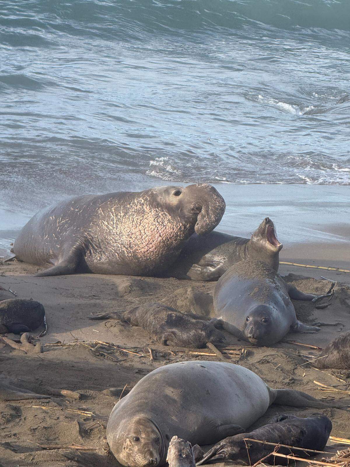 This female elephant seal complains as a bull makes his move at Piedras Blancas.