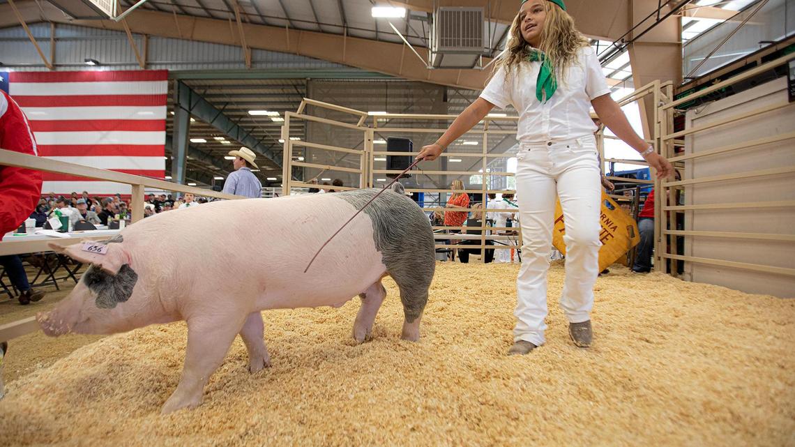 Spectators pack Junior Livestock Auction at California Mid-State Fair