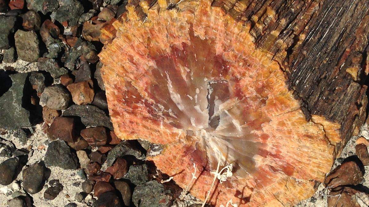 “Onyx Bridge is a dramatic example of petrified wood” found in a layer of rock that dates back 210 million years, the National Park Service reports.