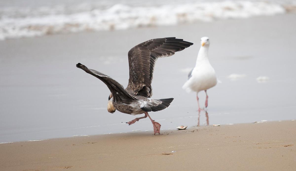 Hundreds of Pismo clams are surfacing on SLO County beaches. Dozens of seagulls were seen north of Pismo Beach Pier and at Oceano Dunes SVRA have a feast on Friday, Sept. 8, 2023.