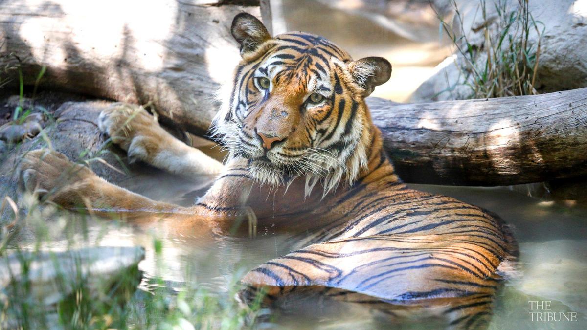 Hot weather at the Charles Paddock Zoo in Atascadero in 2017 had Menderu the Malayan Tiger enjoying the water of the pool.
