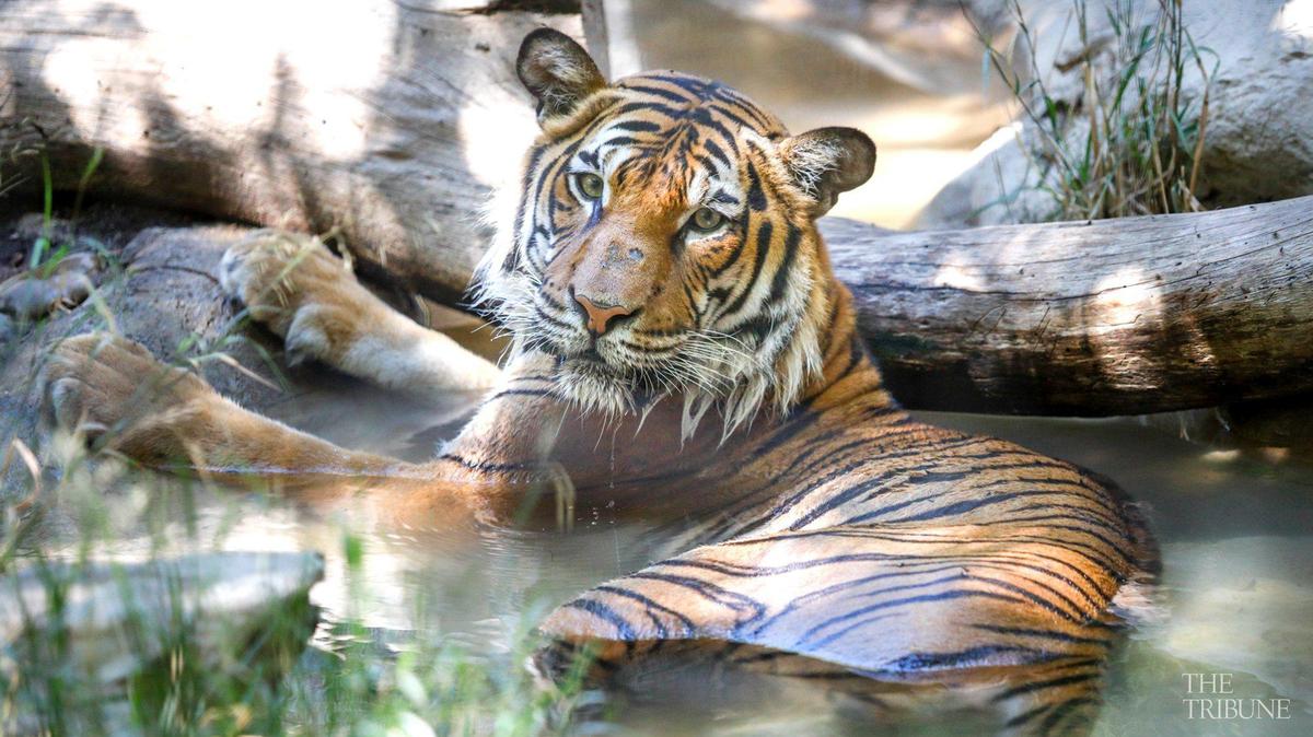 Hot weather at the Charles Paddock Zoo in Atascadero in 2017 had Menderu the Malayan Tiger enjoying the water of the pool.