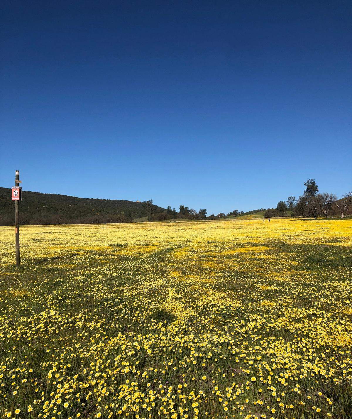 Michael Furukawa of Goleta shot this photo of wildflowers at Shell Creek Road off Highway 58 near Santa Margarita on Easter Sunday, April 9, 2023.