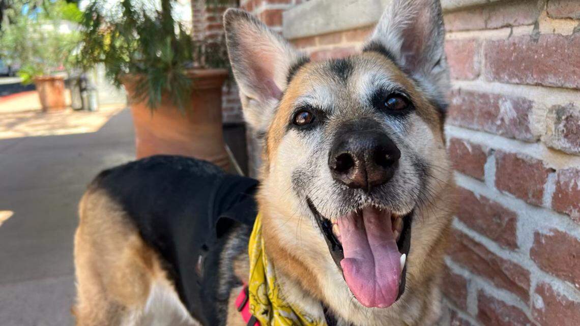 Friendly German shepherd Miley O’Riley is a dog who loves her people — and she needs a home